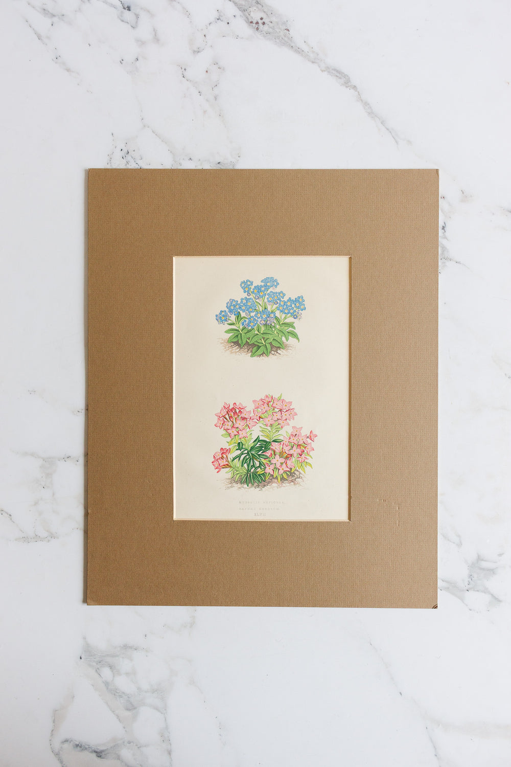 pair of antique botanical engravings
