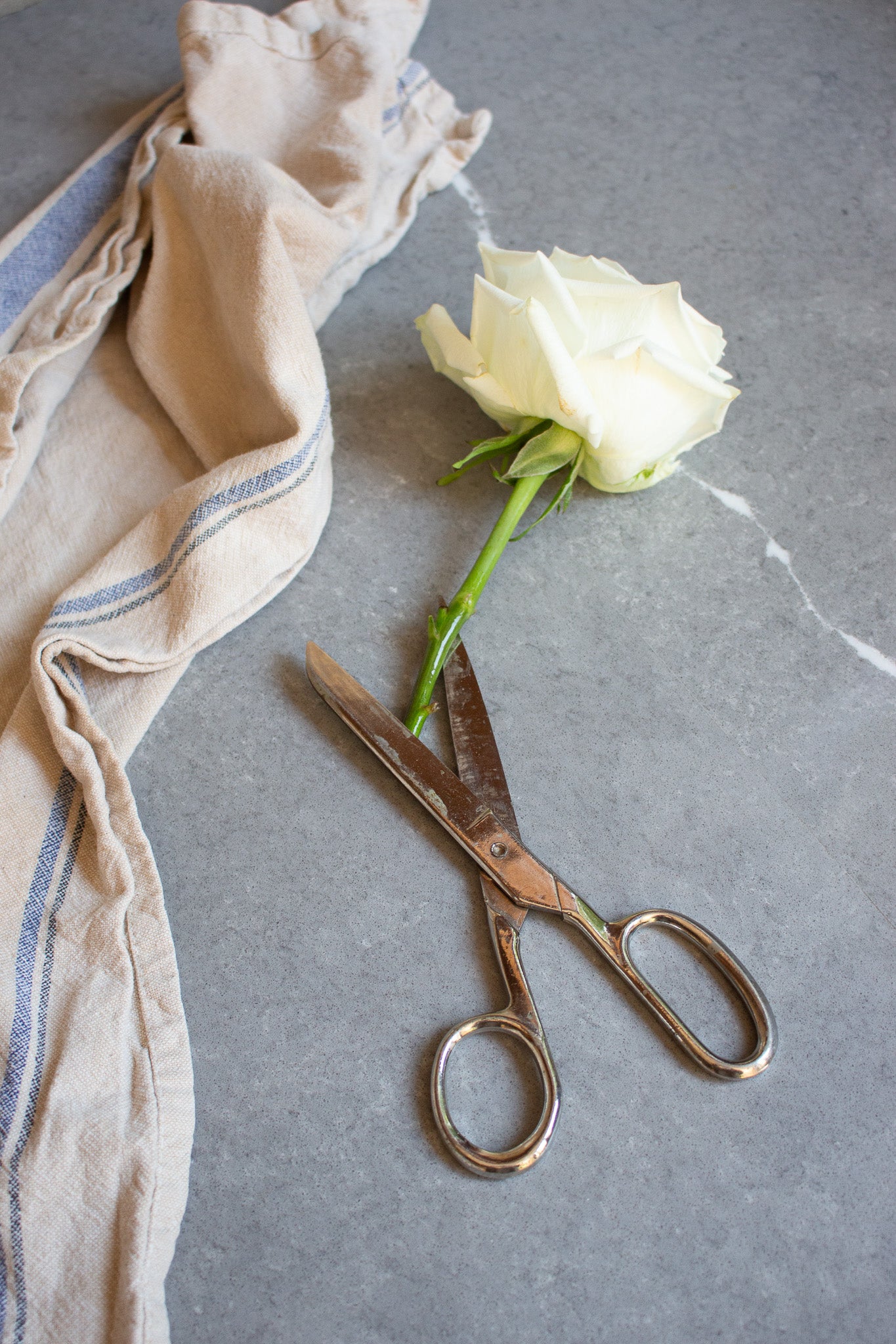 A white rose displayed with midcentury German scissors.