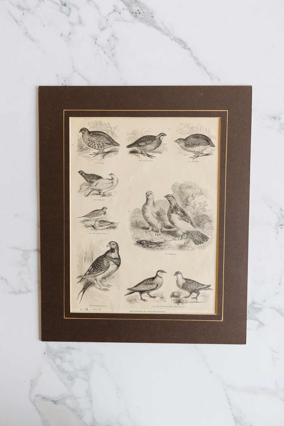 antique book plate "the museum of animated nature"