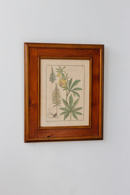 antique botanical engraving by gaetano savi