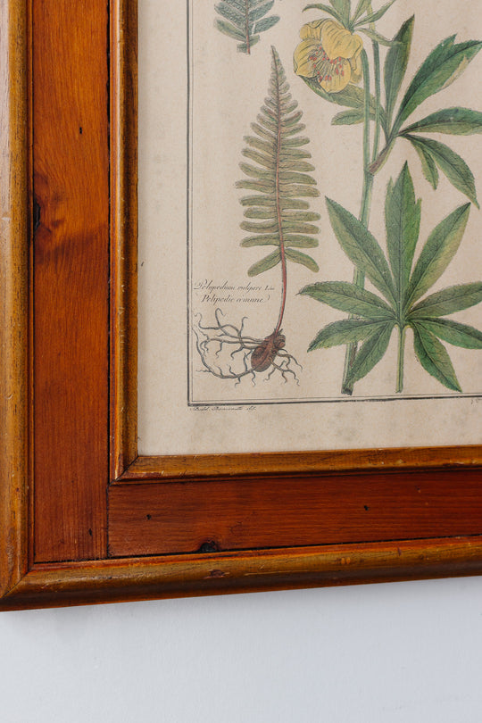 antique botanical engraving by gaetano savi