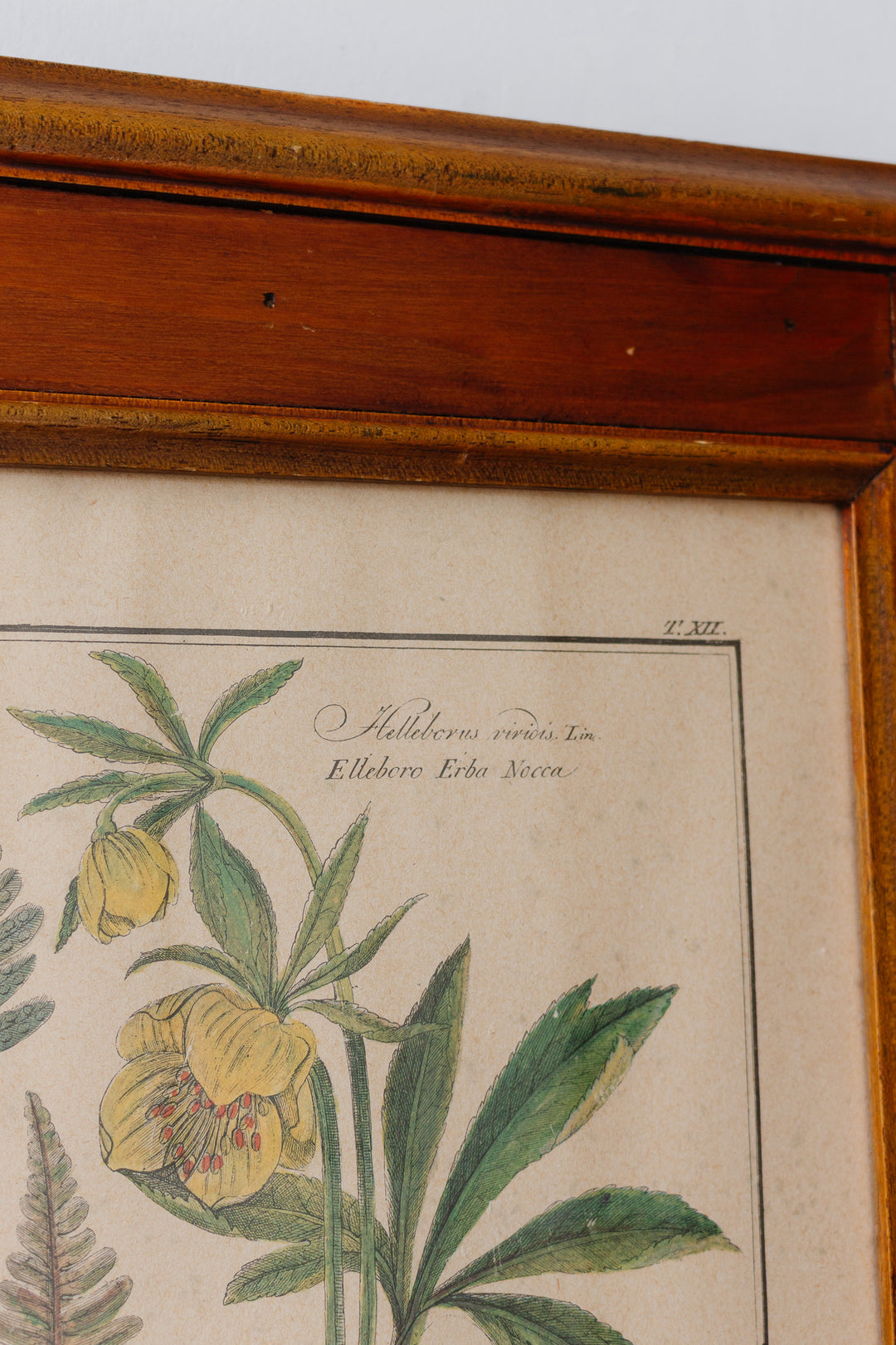 antique botanical engraving by gaetano savi