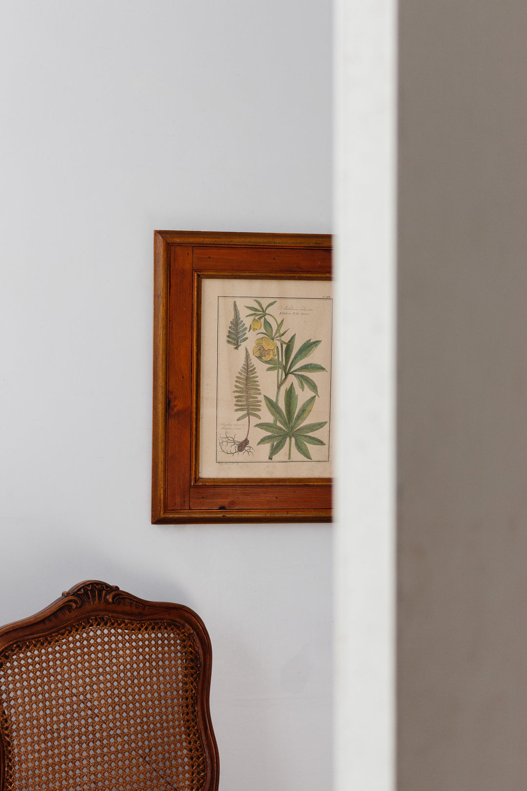 antique botanical engraving by gaetano savi