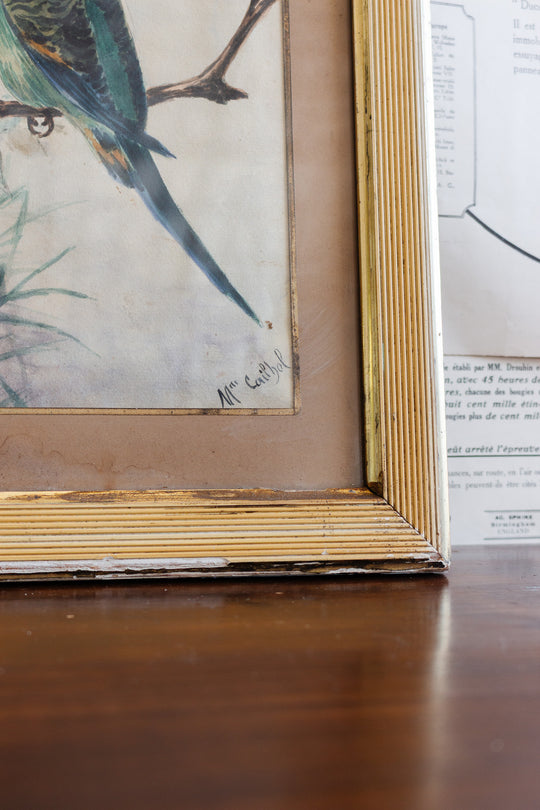 19th century french ornithological watercolour