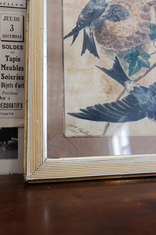 19th century french ornithological watercolour