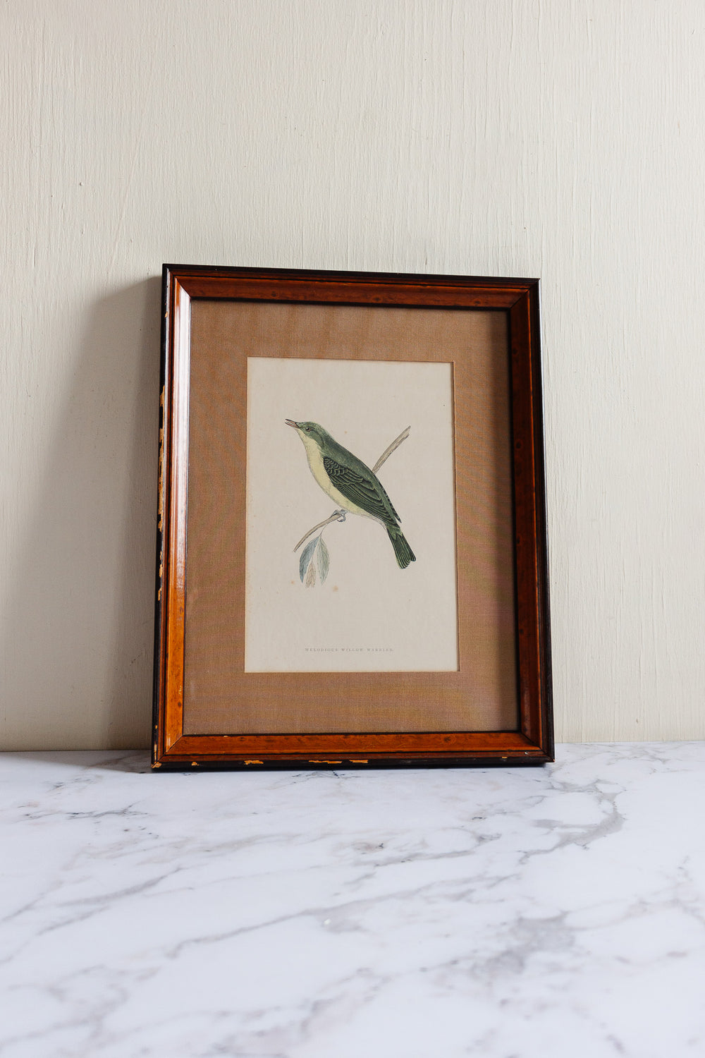 antique English hand coloured ornithological engraving