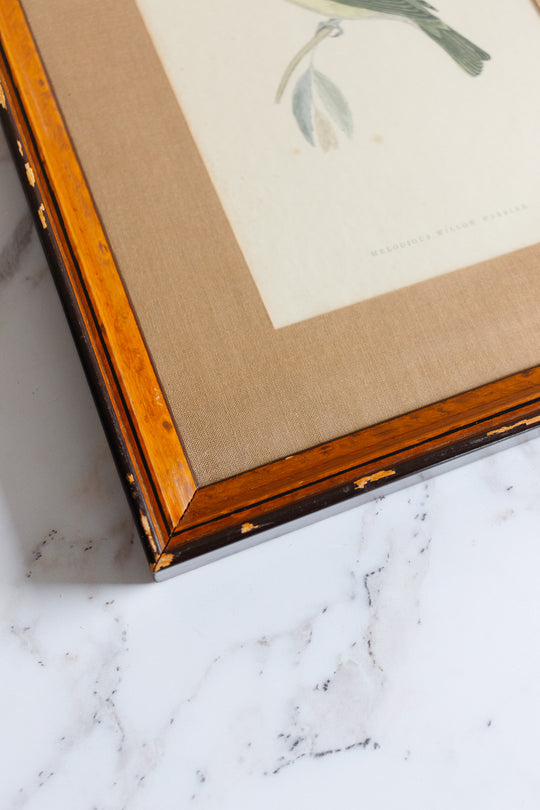 antique English hand coloured ornithological engraving