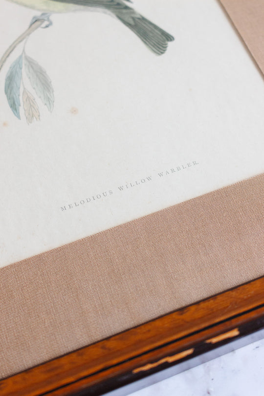 antique English hand coloured ornithological engraving