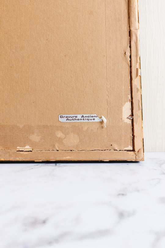 antique English hand coloured ornithological engraving