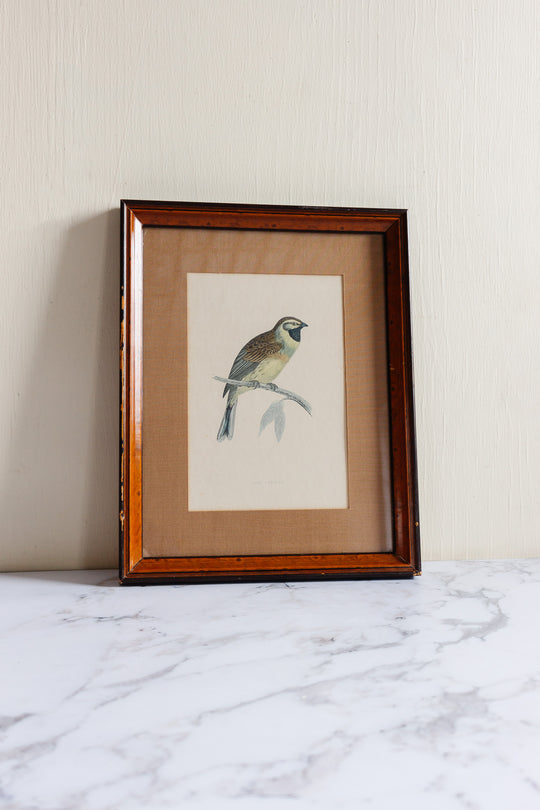 antique English hand coloured ornithological engraving