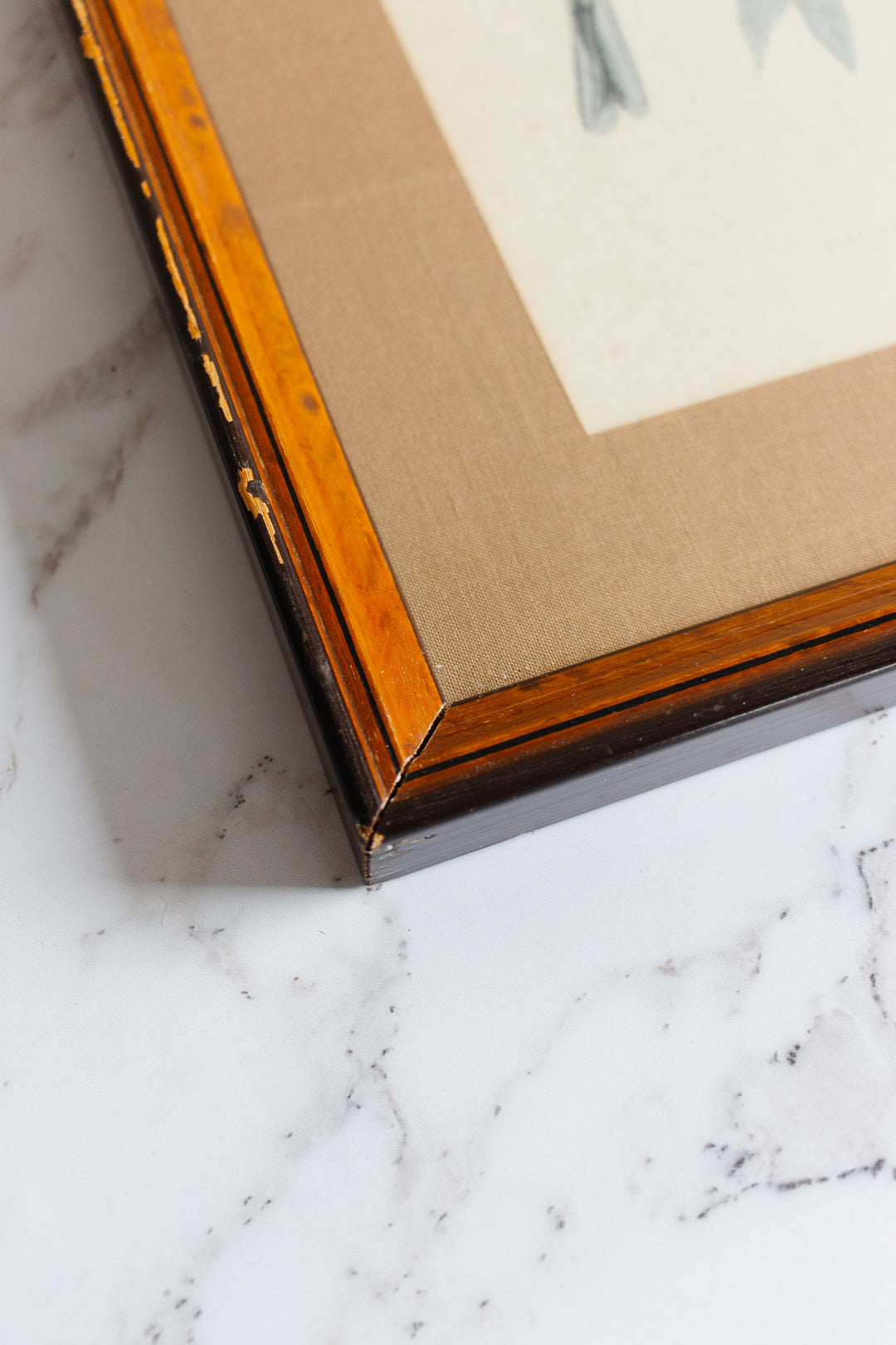 antique English hand coloured ornithological engraving