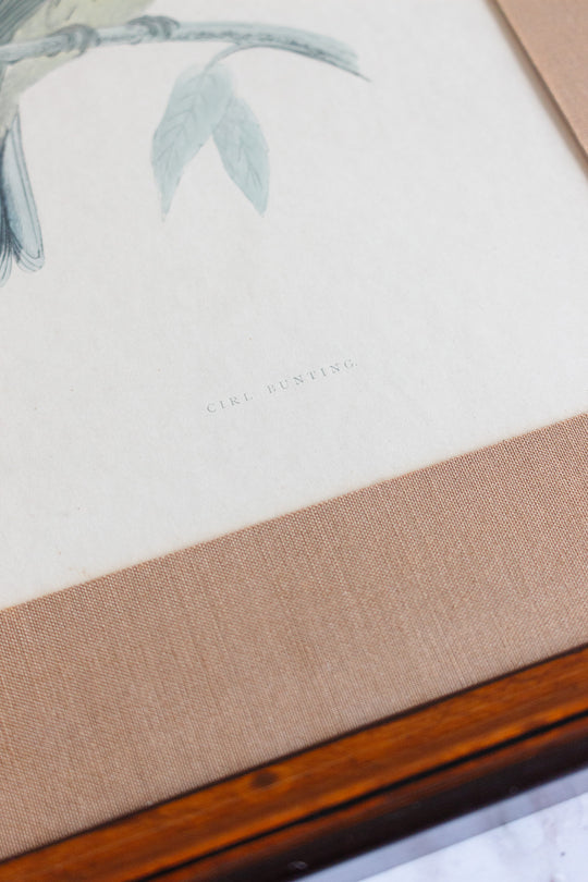 antique English hand coloured ornithological engraving