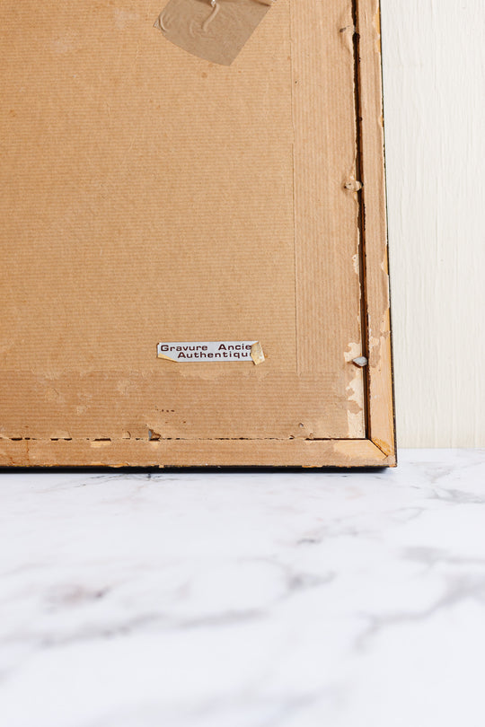 antique English hand coloured ornithological engraving