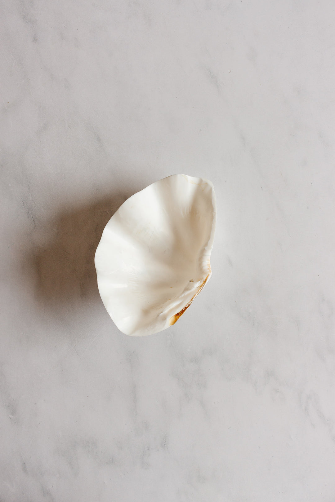 vintage marine large clam shell