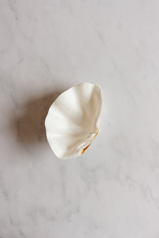 vintage marine large clam shell