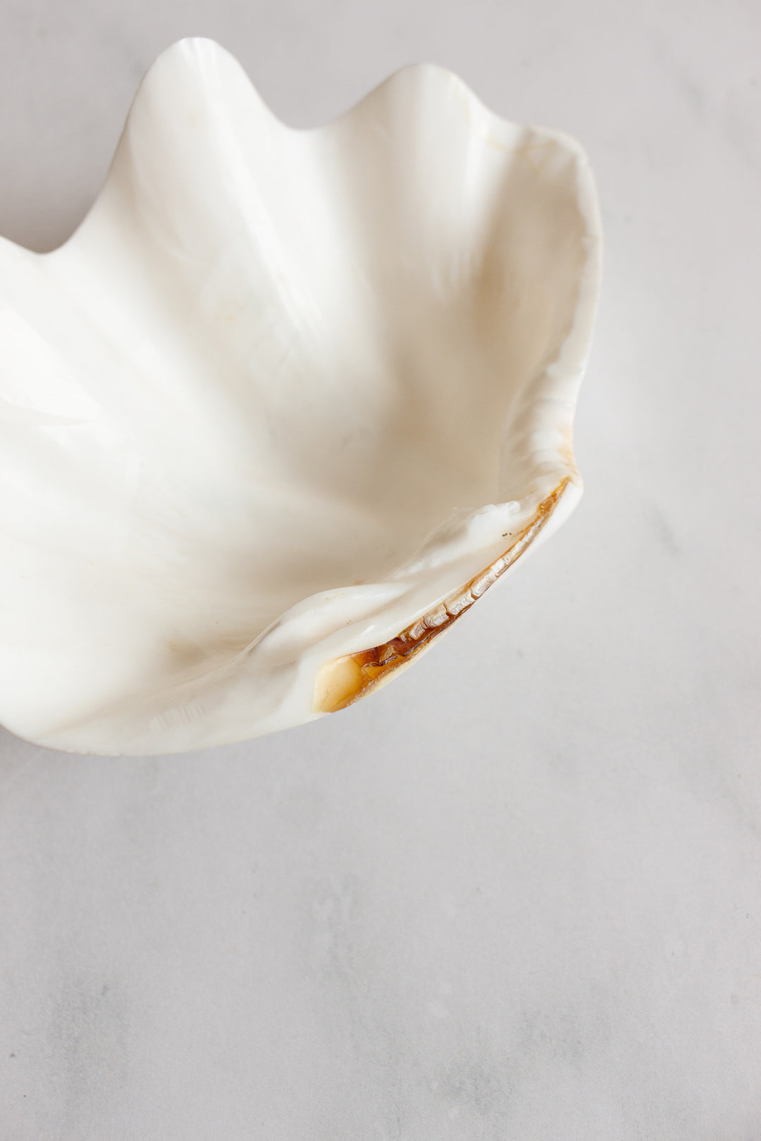 vintage marine large clam shell