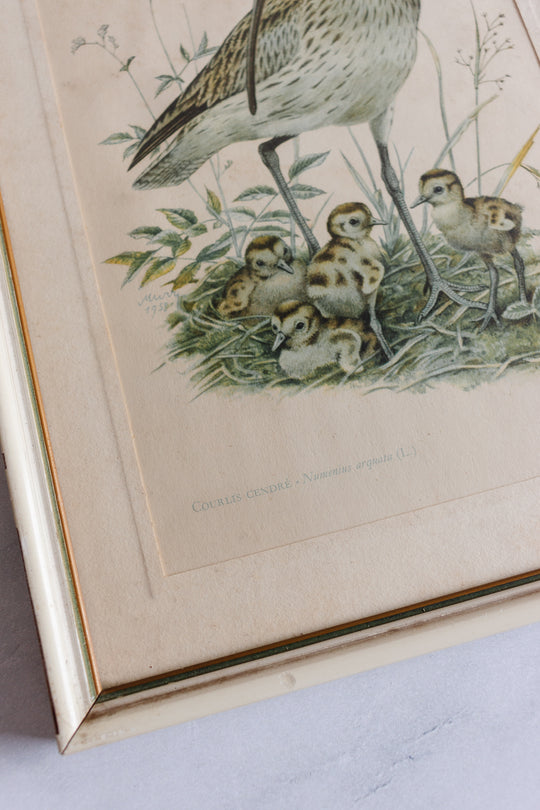 vintage Murr ornithological framed print
