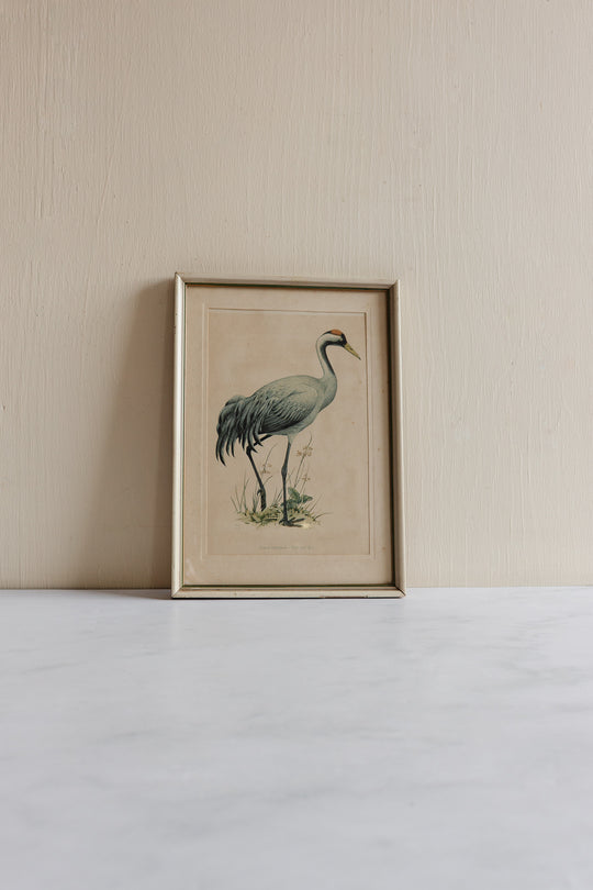 vintage Murr ornithological framed print