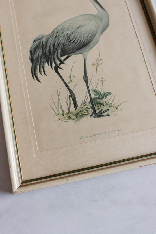 vintage Murr ornithological framed print