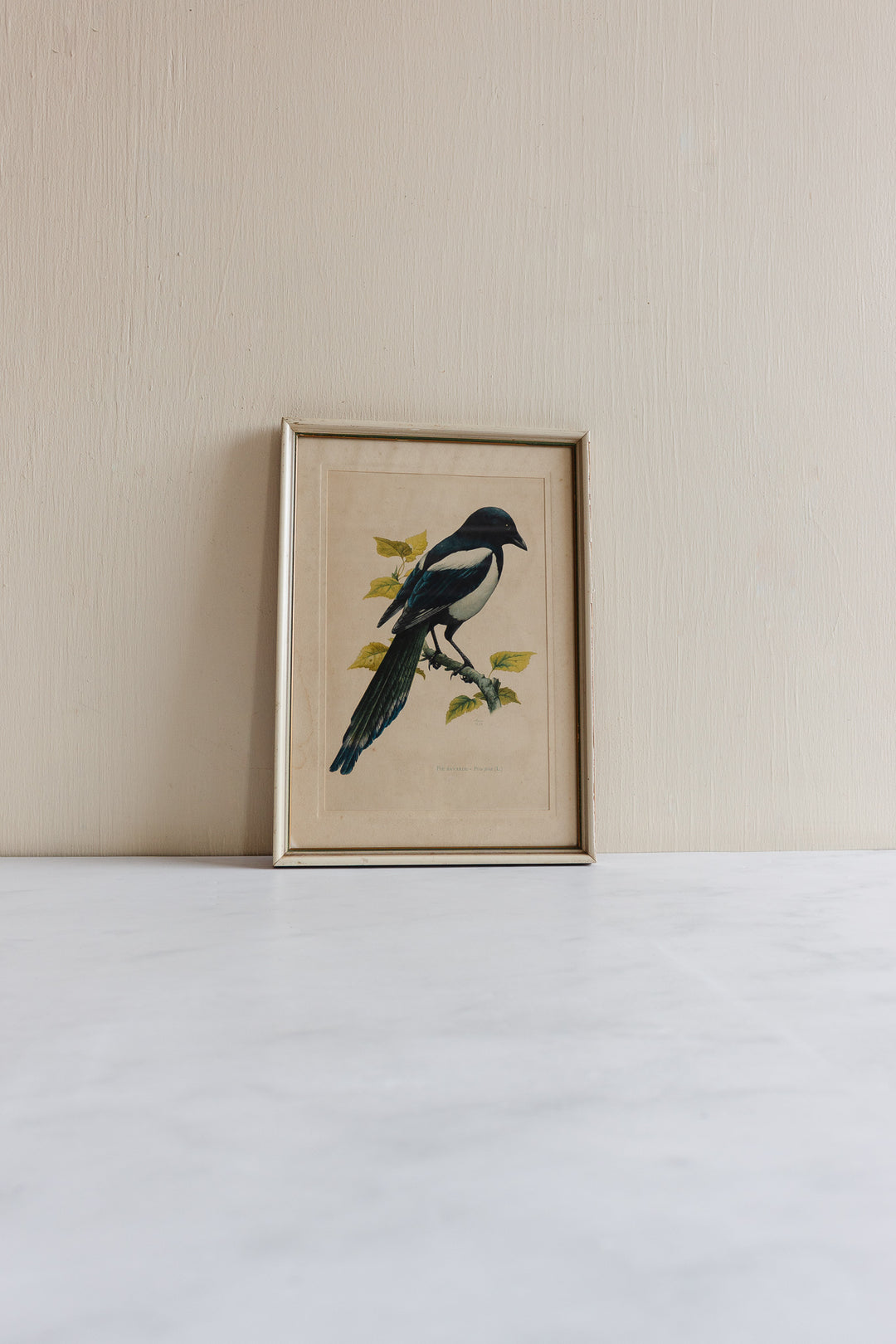vintage Murr ornithological framed print