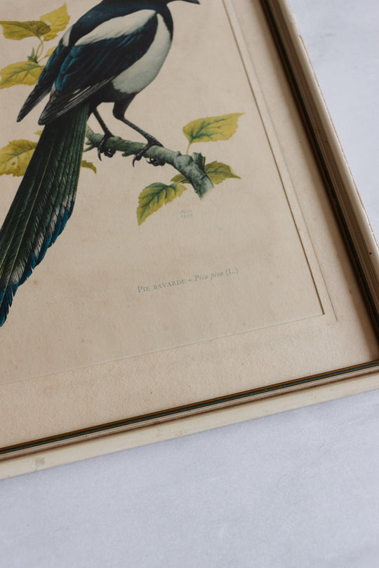 vintage Murr ornithological framed print