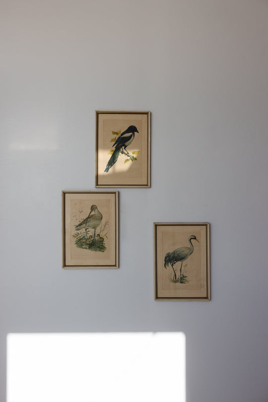 vintage Murr ornithological framed print