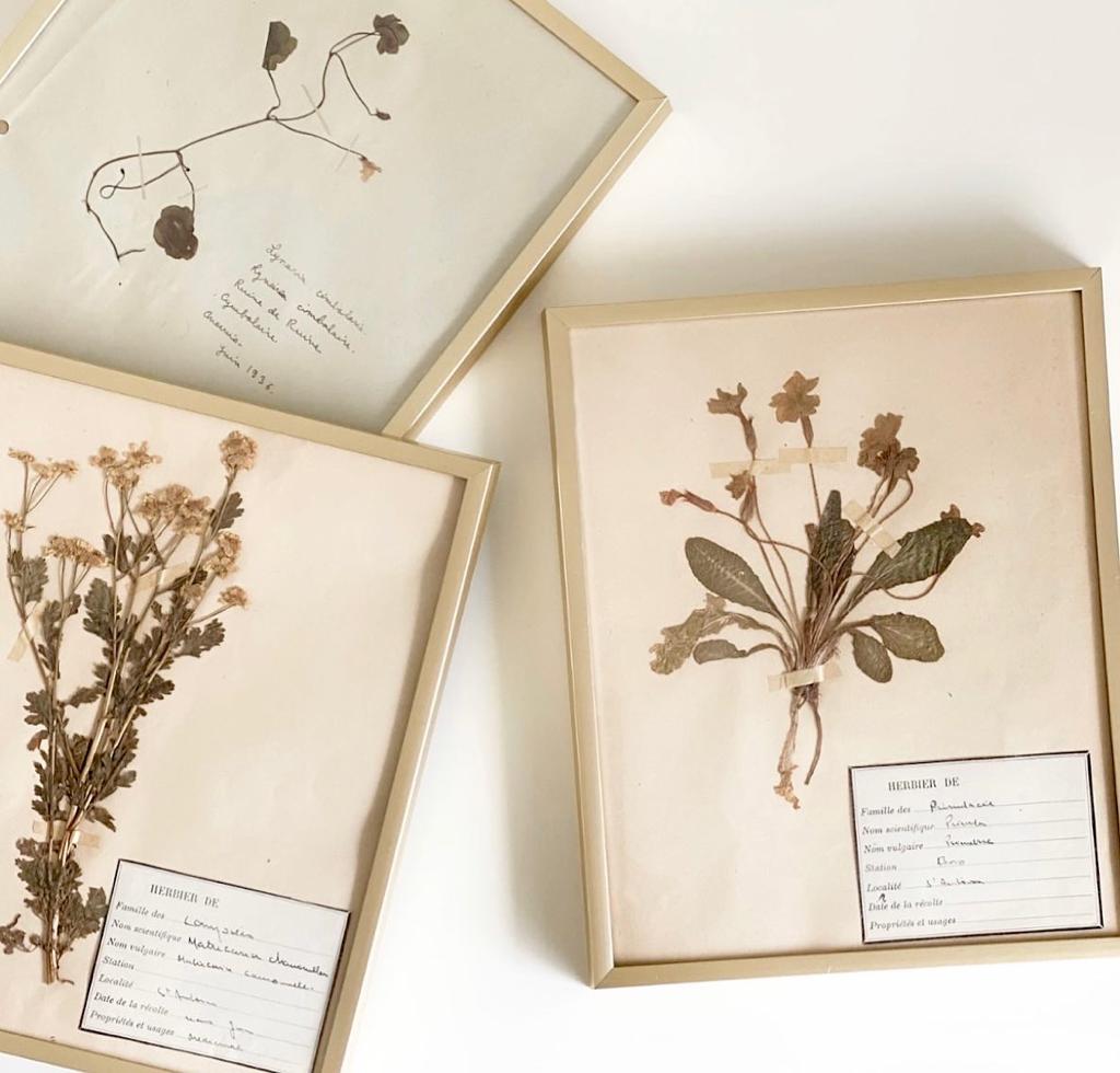 vintage French framed botanical