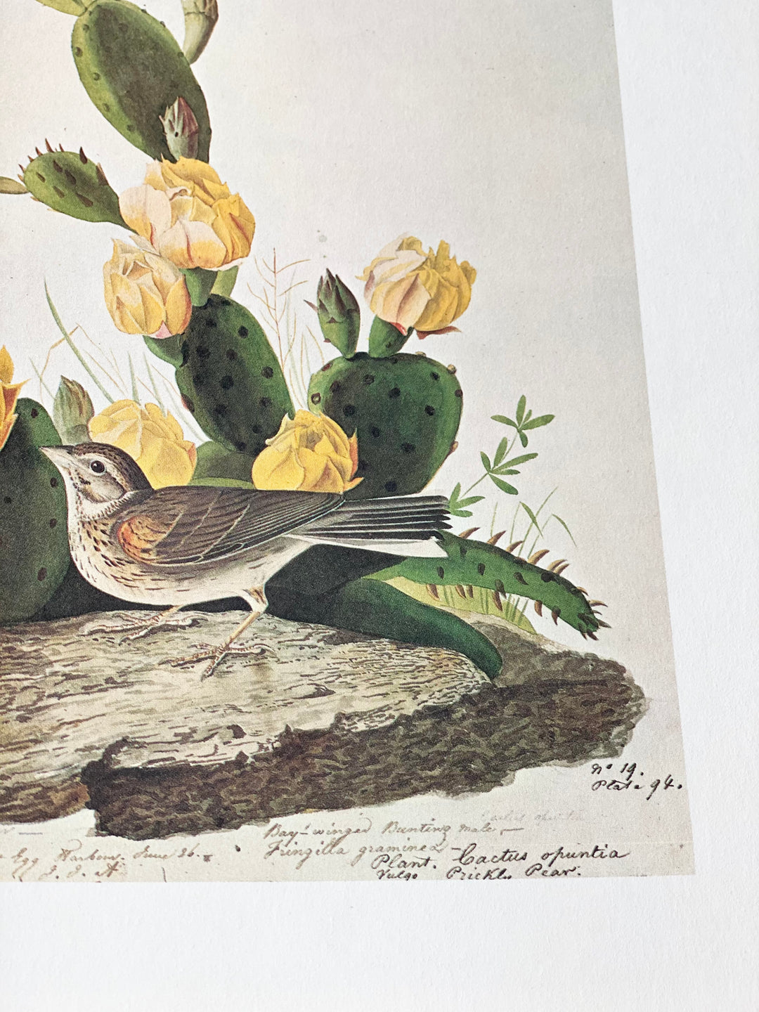 vintage reference book, “the original watercolour paintings by John James Audubon for the birds of america”