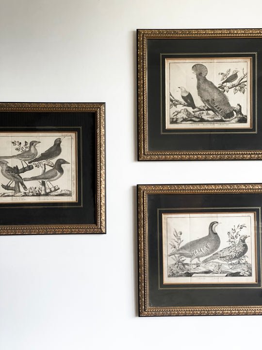 antique Bonnaterre ornithological engravings