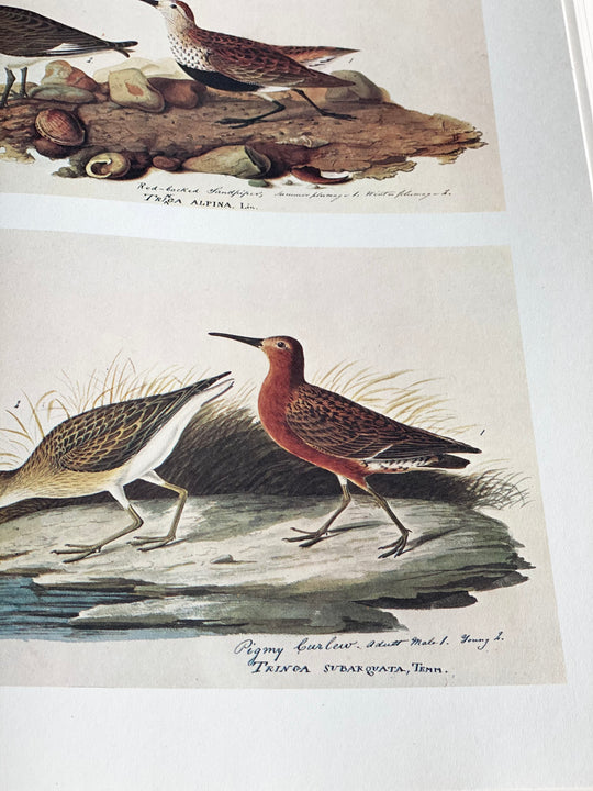 vintage reference book, “the original watercolour paintings by John James Audubon for the birds of america”