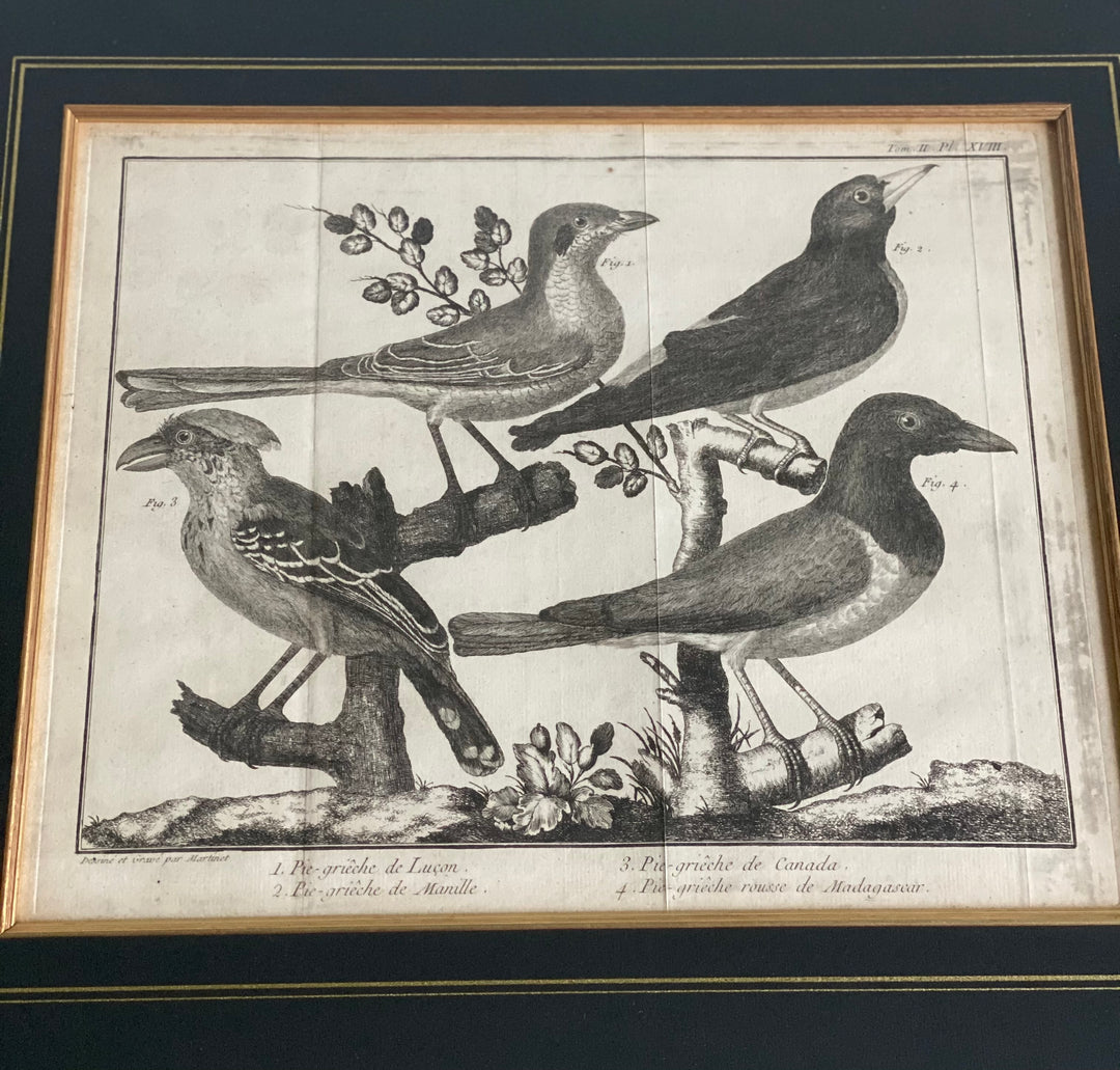 antique Bonnaterre ornithological engravings