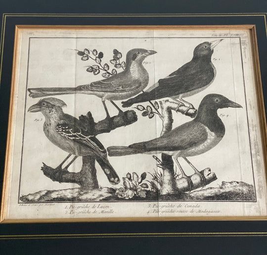 antique Bonnaterre ornithological engravings