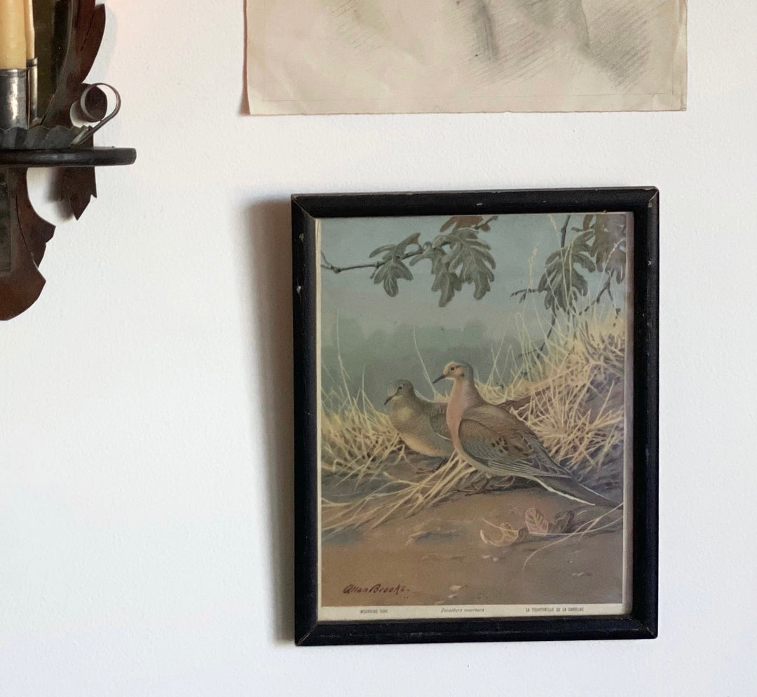 la colombe