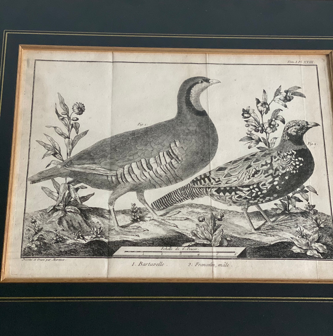 antique Bonnaterre ornithological engravings