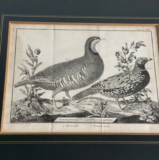 antique Bonnaterre ornithological engravings