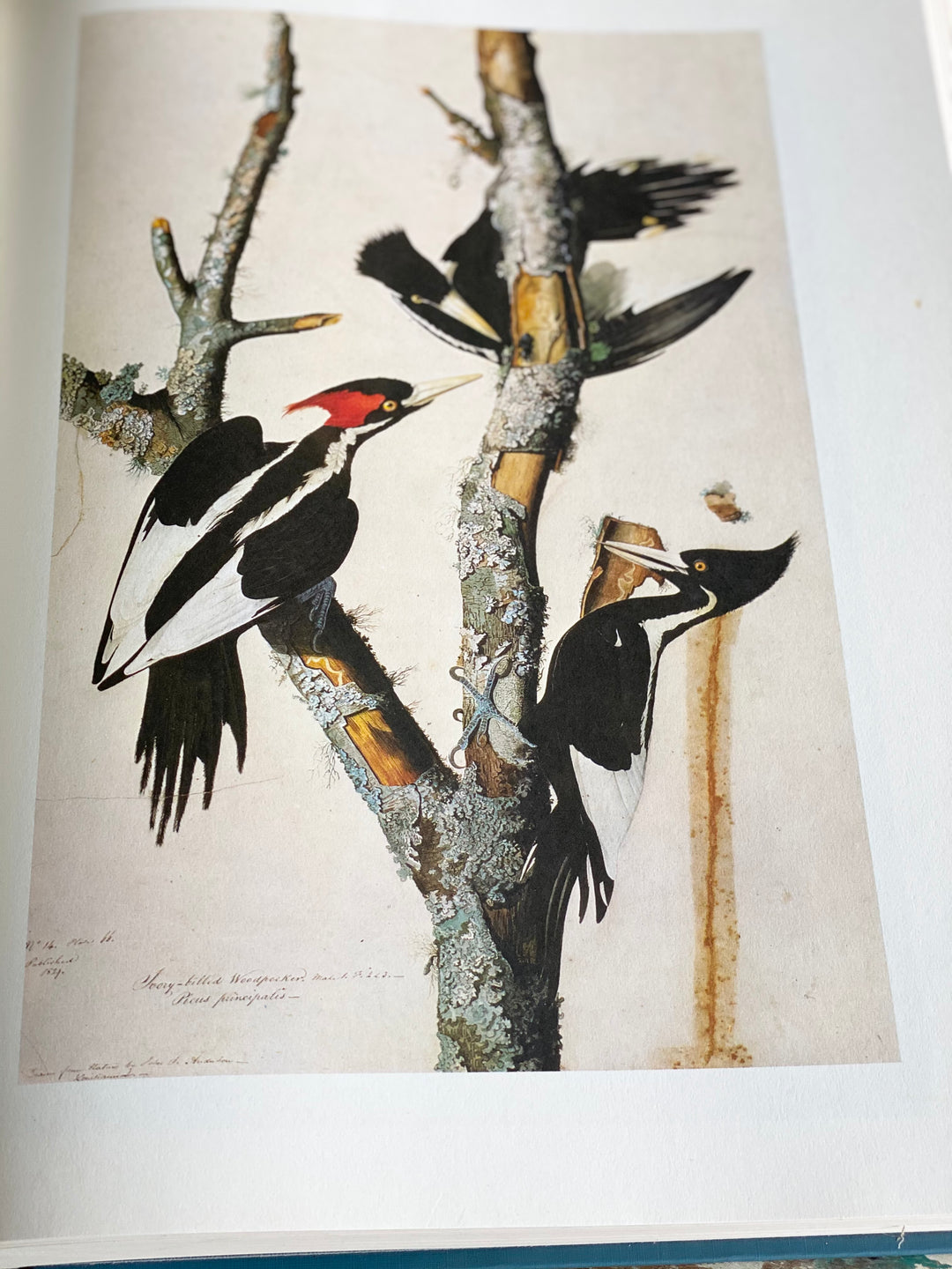 vintage reference book, “the original watercolour paintings by John James Audubon for the birds of america”