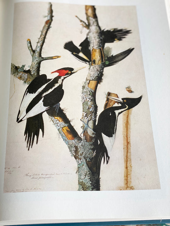 vintage reference book, “the original watercolour paintings by John James Audubon for the birds of america”