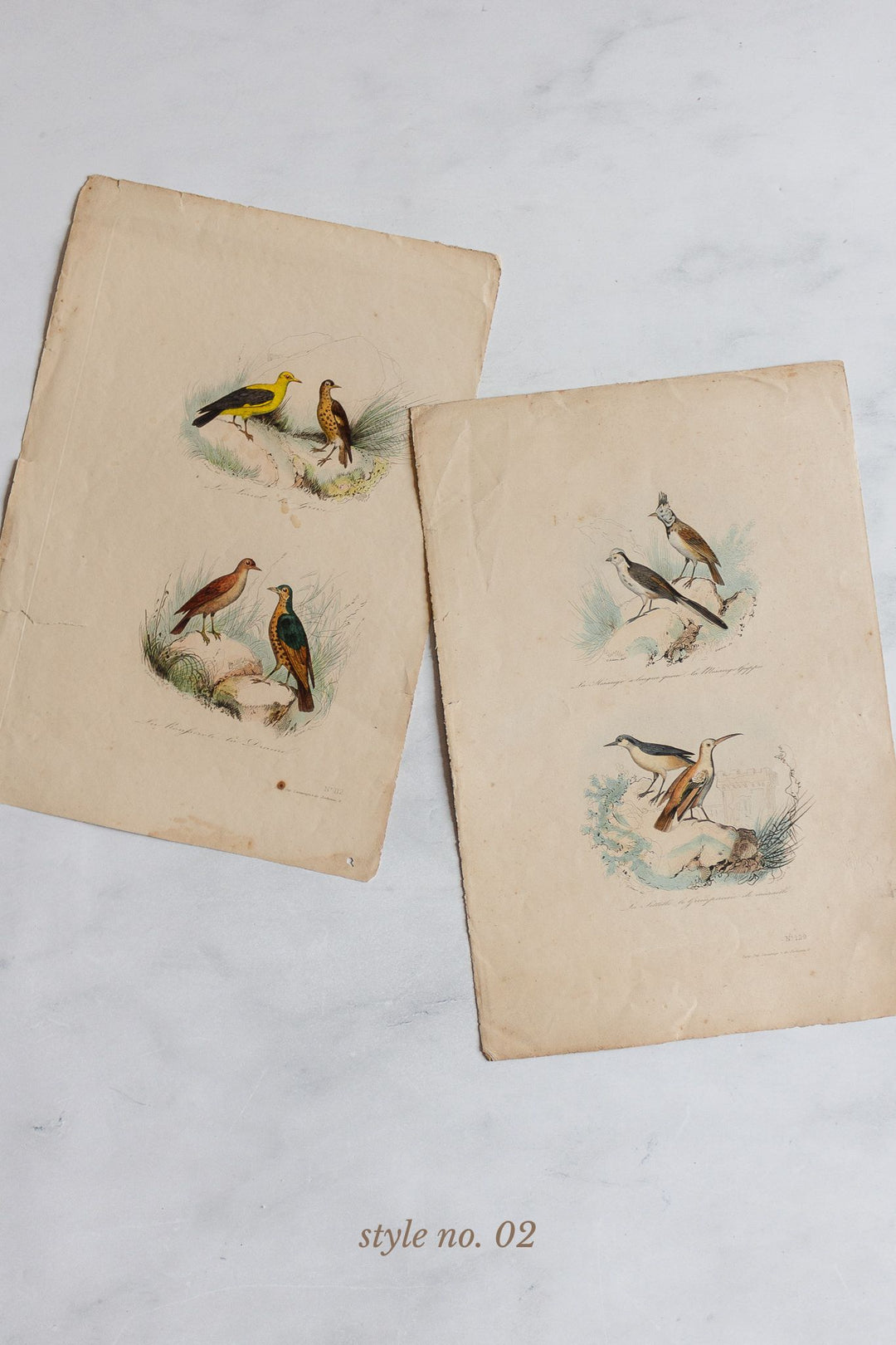 antique french hand coloured ornithological engravings