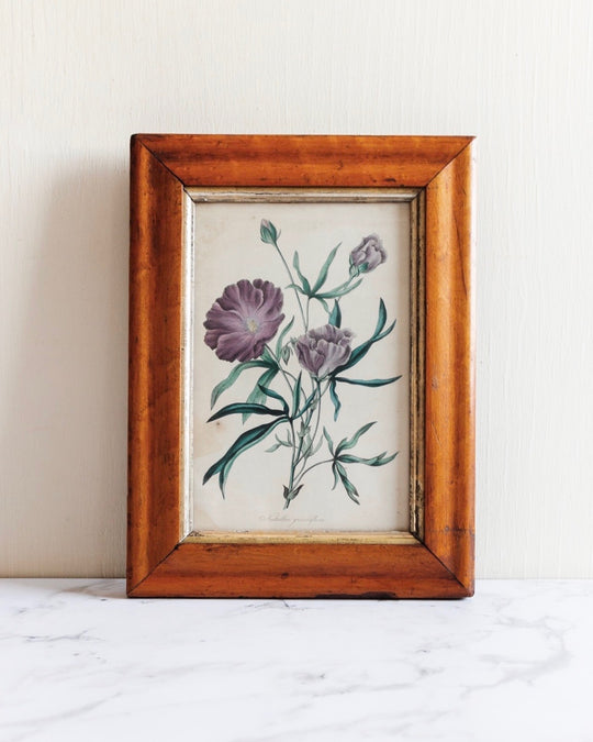 vintage botanical "nuttallia grandiflora"