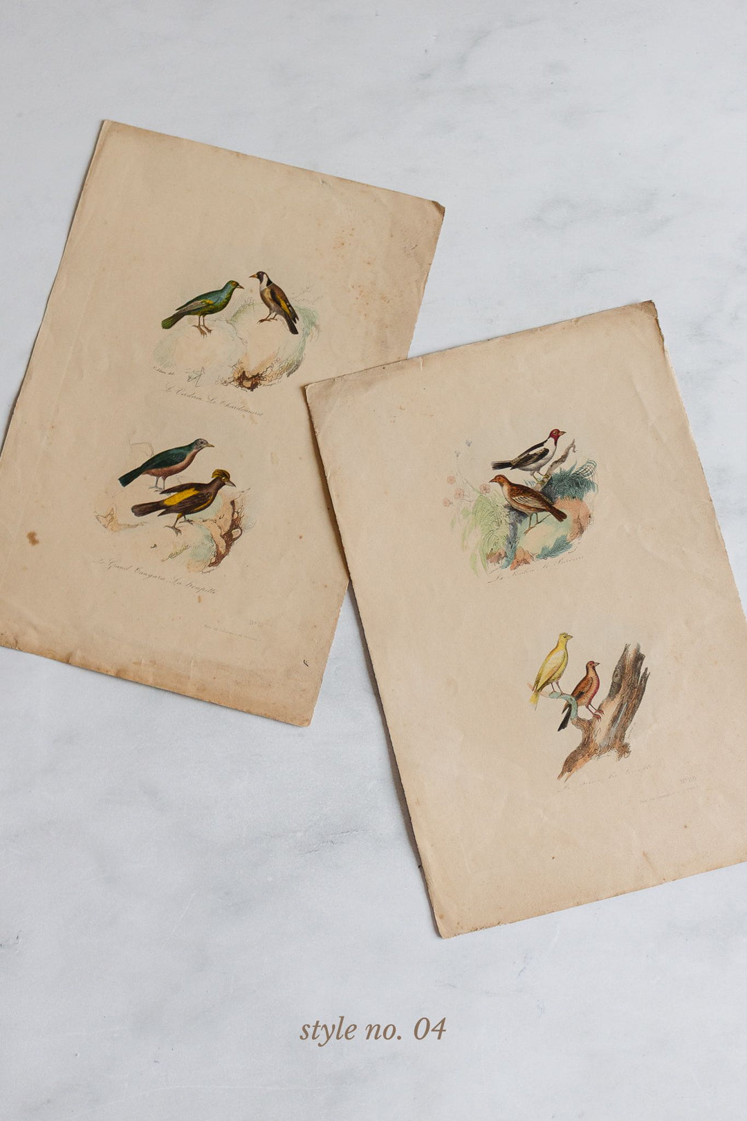 antique french hand coloured ornithological engravings