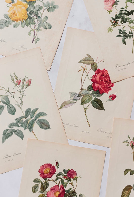 1950s PJ Redouté botanical lithographs: rose edition