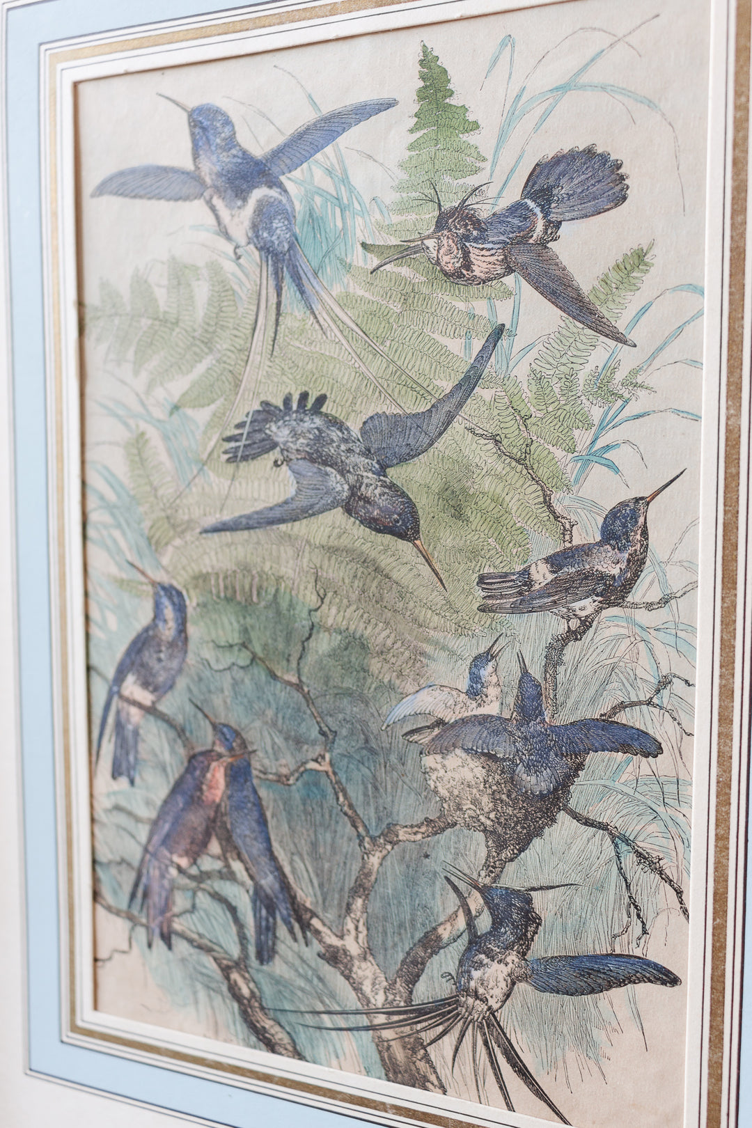 oiseaux bleus