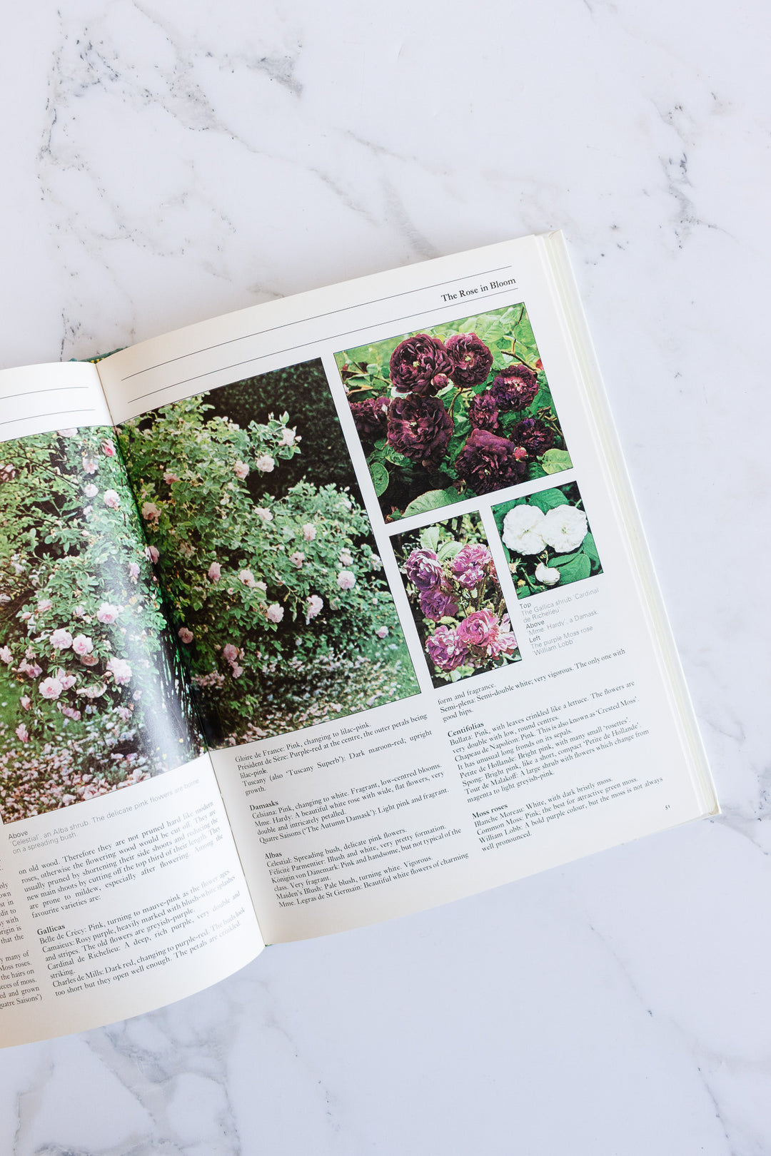 the rose vintage coffee table book