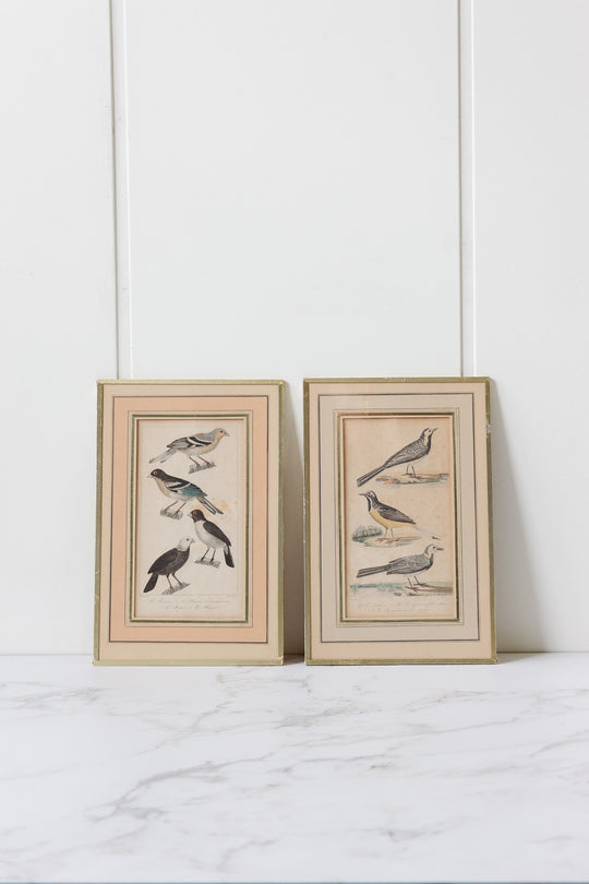 pair of antique french hand coloured "oiseaux" engravings