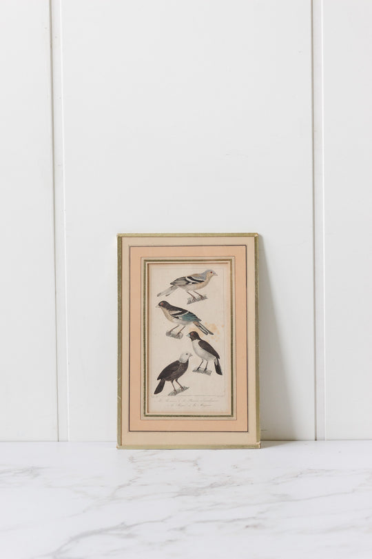 pair of antique french hand coloured "oiseaux" engravings