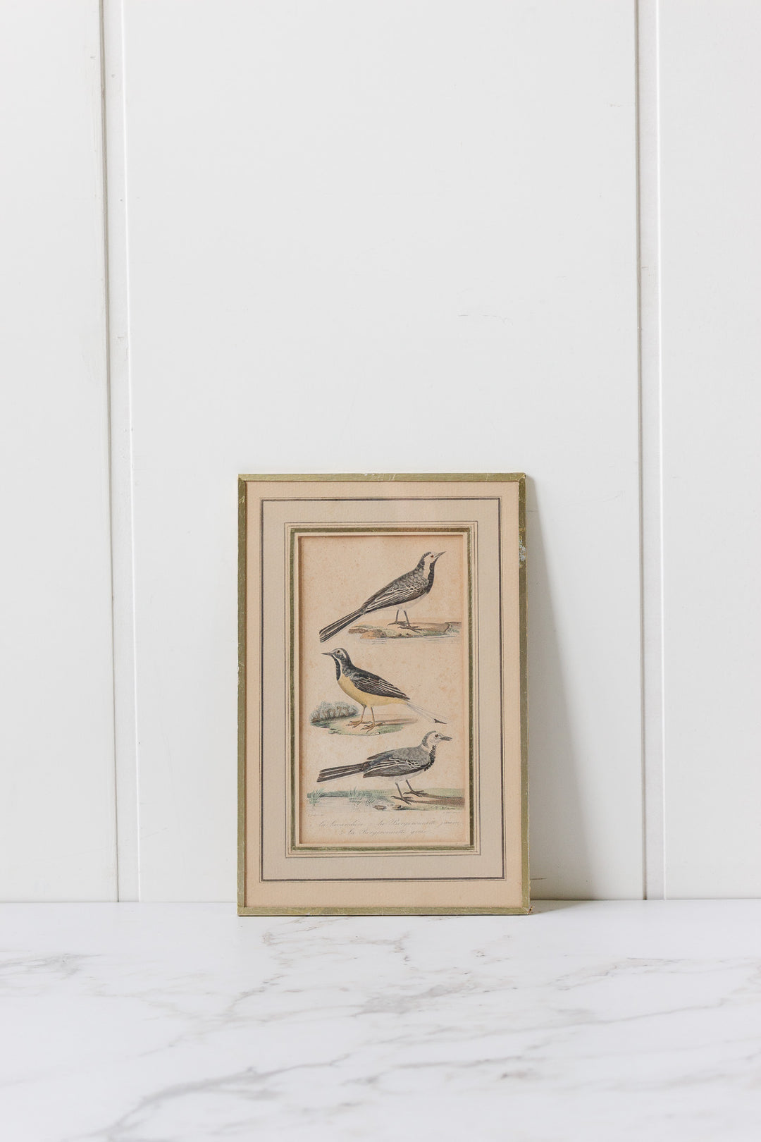pair of antique french hand coloured "oiseaux" engravings
