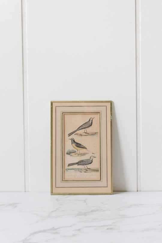 pair of antique french hand coloured "oiseaux" engravings