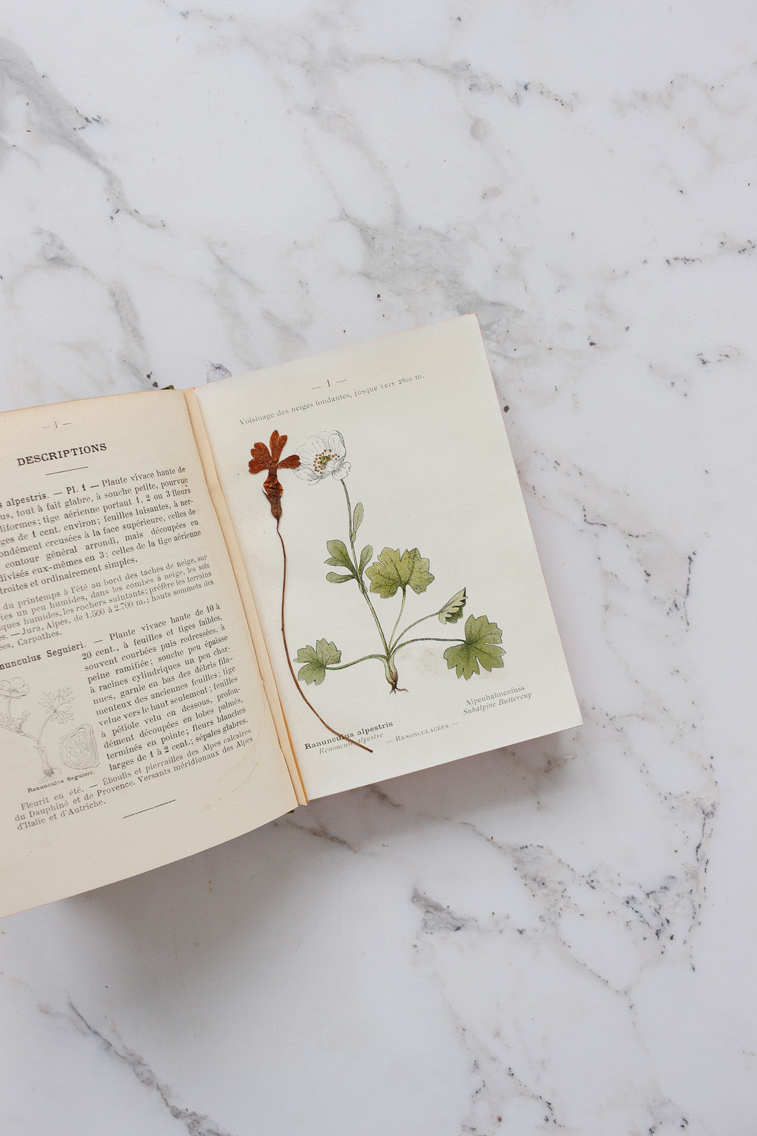 rare "nouvelle flore coloriée" alpes et les pyrénées