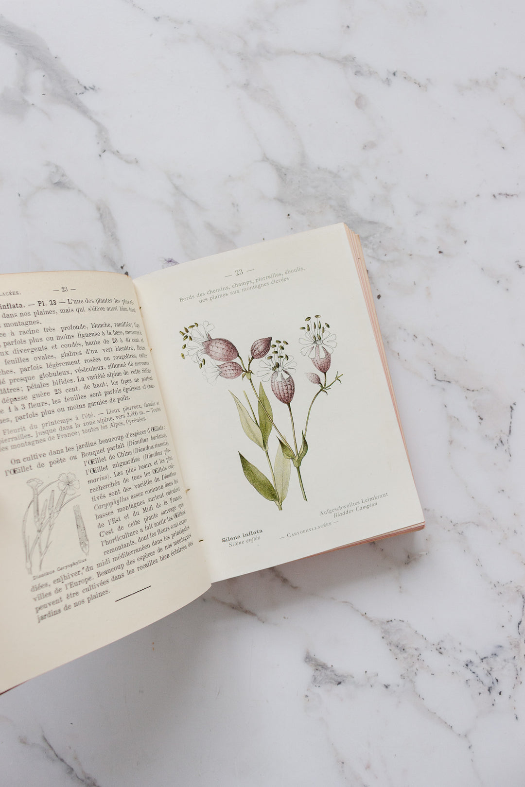 rare "nouvelle flore coloriée" alpes et les pyrénées