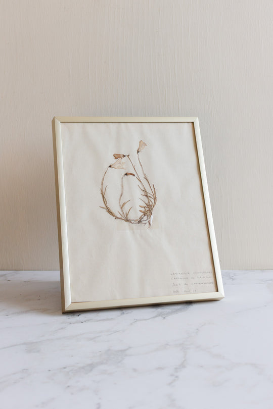 1930s French framed botanical samples